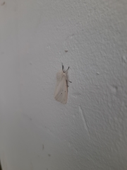 Spilosoma urticae