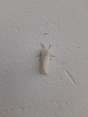 Spilosoma urticae