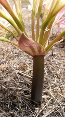 Ammocharis longifolia