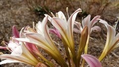 Ammocharis longifolia