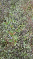 Viburnum cassinoides image