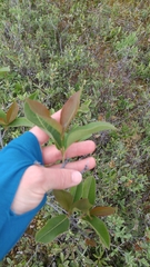 Viburnum cassinoides image