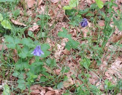 Aquilegia dumeticola