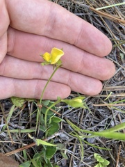 Crotalaria purshii