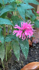 Monarda didyma