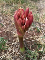 Ammocharis longifolia