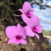 Cooktown Orchid - Photo (c) Andrejs Medenis, some rights reserved (CC BY-NC), uploaded by Andrejs Medenis