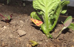 Ostrinia palustralis