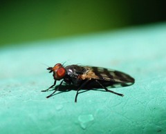 Ceroxys urticae