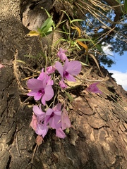Dendrobium bigibbum