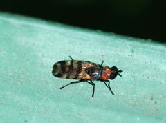 Ceroxys urticae