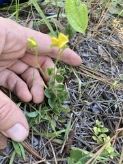 Crotalaria purshii