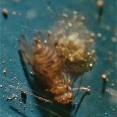 Ectopsocus meridionalis