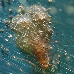 Ectopsocus meridionalis