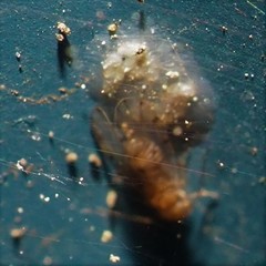 Ectopsocus meridionalis