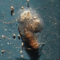 Ectopsocus meridionalis