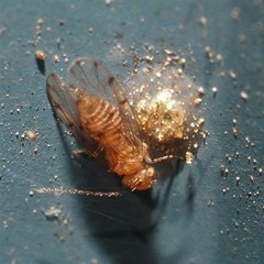 Ectopsocus meridionalis