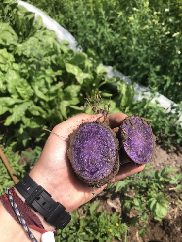 Purple Potato