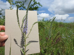 Veronica steppacea