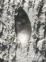 Ambloplites rupestris