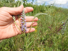 Veronica steppacea