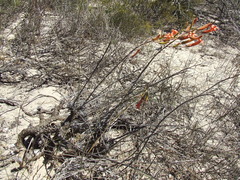 Tylecodon grandiflorus