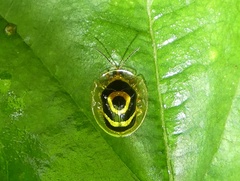 Ischnocodia annulus image