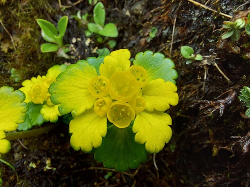 Forrest's Golden-Saxifrage (Chrysosplenium forrestii)