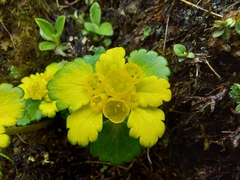 Chrysosplenium forrestii