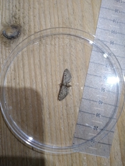 Eupithecia intricata