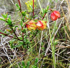 Hermannia angularis