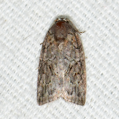 Garella nilotica