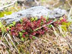 Euphorbia stracheyi