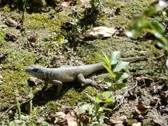 Tropidurus