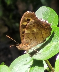 Pararge aegeria