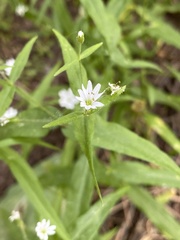 Pseudostellaria