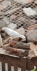 Columba livia