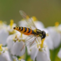 Sphaerophoria menthastri