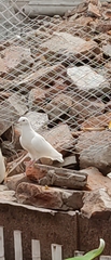 Columba livia