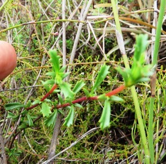 Hermannia angularis