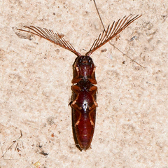 Dicrepidius palmatus