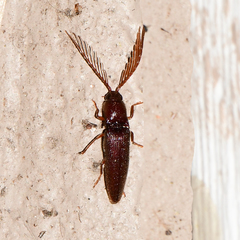 Dicrepidius palmatus