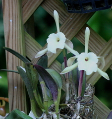 Rhyncholaelia glauca