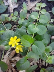 Lysimachia nummularia