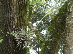 Tillandsia incarnata