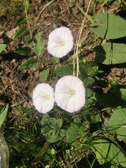 Convolvulus arvensis