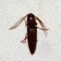 Dicrepidius palmatus