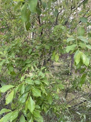 Salix bebbiana