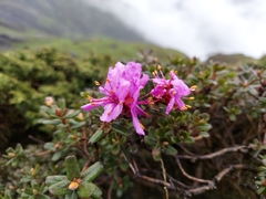 Rhododendron setosum