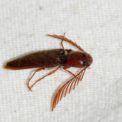 Dicrepidius palmatus